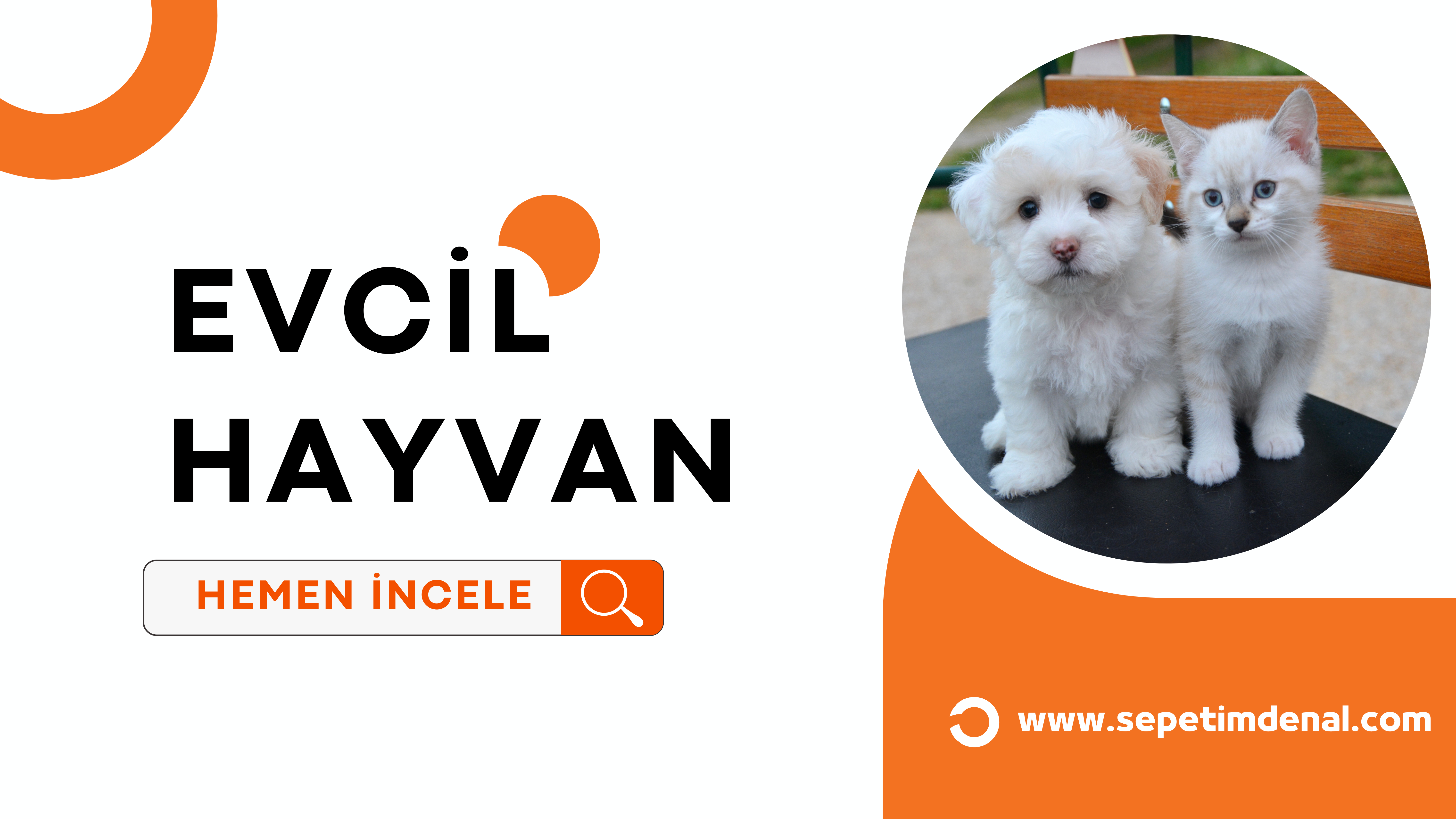evcil hayvan