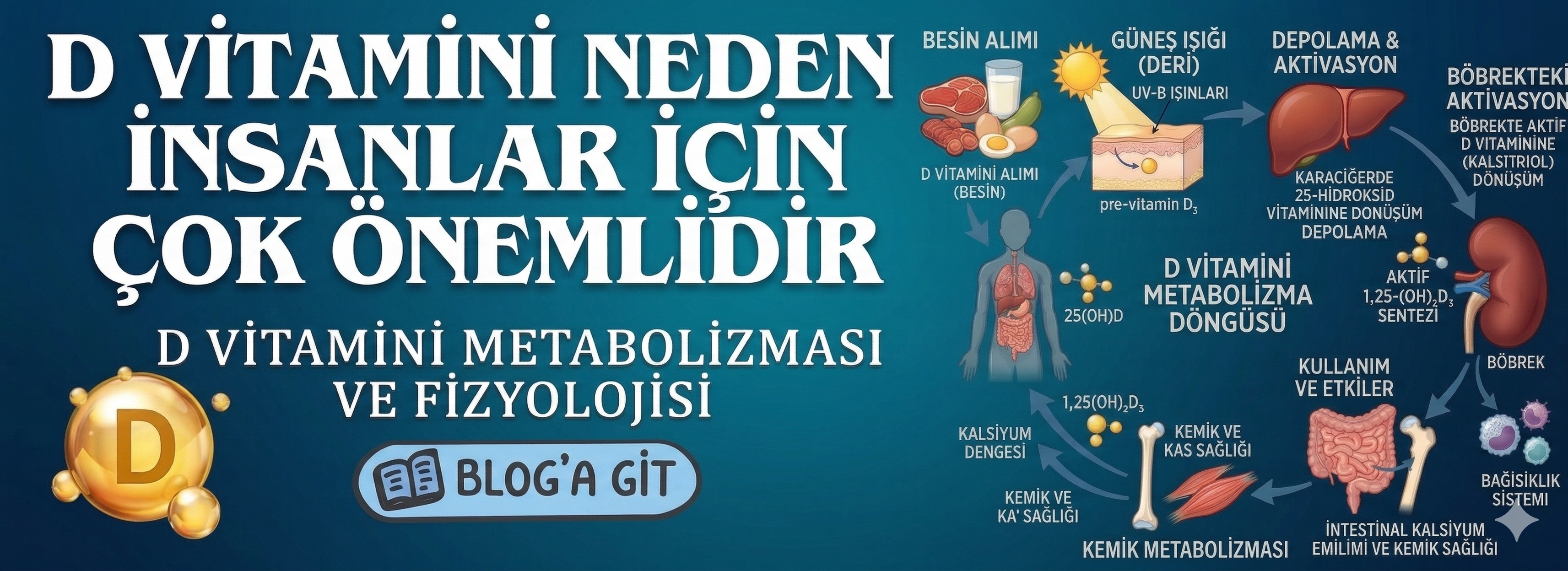 D Vİ