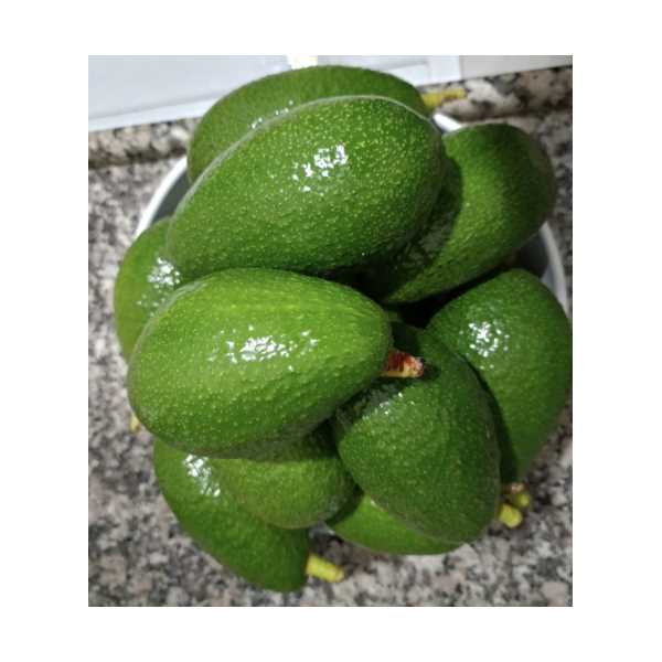 ZUTANO (PARLAK) AVOKADO 200-249 GRAM ARASI ADET