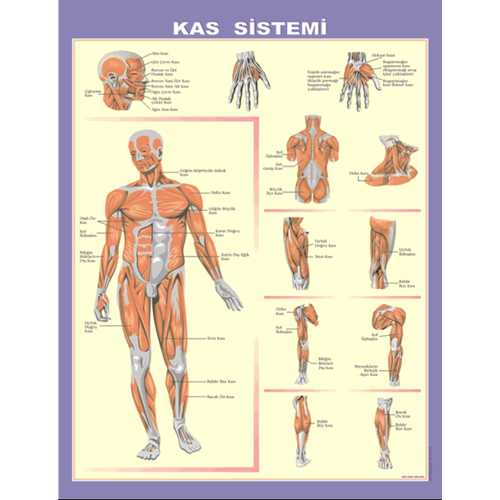 İSKELET-KAS-BOŞALTIM-GÖZ - HARİTA K-108