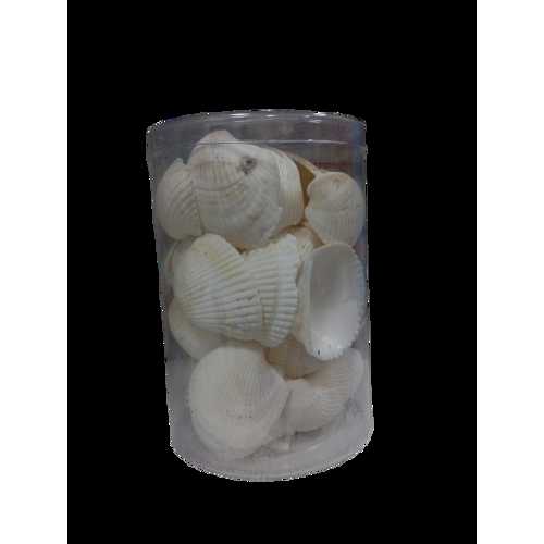 DENİZ KABUĞU KUTULU 400GR