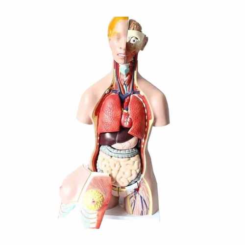 ESMAY BAYAN İÇ ORGAN
