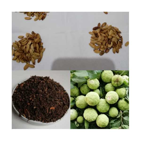 YALANCI PORTAKAL ÇAYI 100G