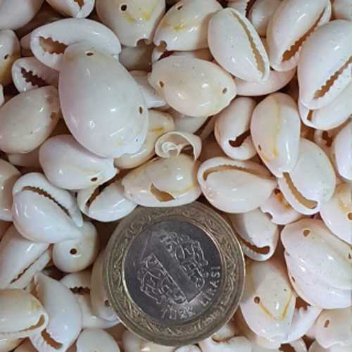 ESMAY DENİZ KABUĞU DELİKLİ D2377