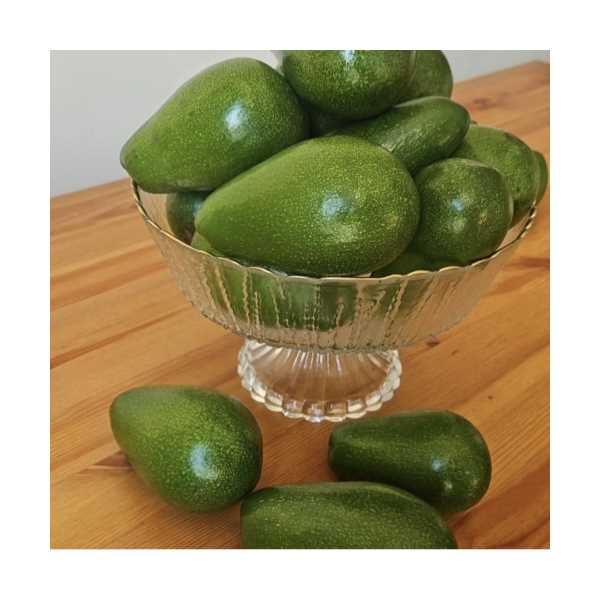 CLİFTON AVOKADO 160-199 GRAM ARASI ADET