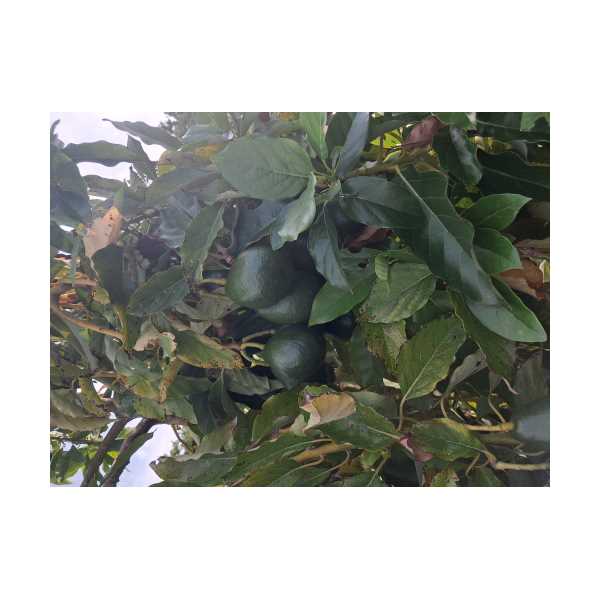 BACON AVOKADO 160-199 GRAM ARASI ADET