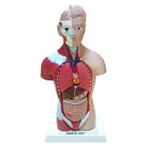 EDULAB İNSAN VÜCUDU ANATOMİSİ 27CM