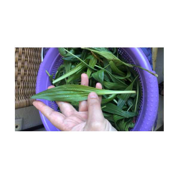 SİNİR OTU / DAMAR OTU / YILA DİLİ 100 GR