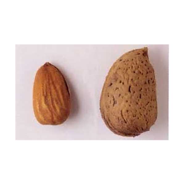 DİŞ BADEM 1 KG