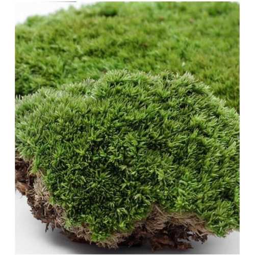 ESMAY YOSUN ASKILI 85097