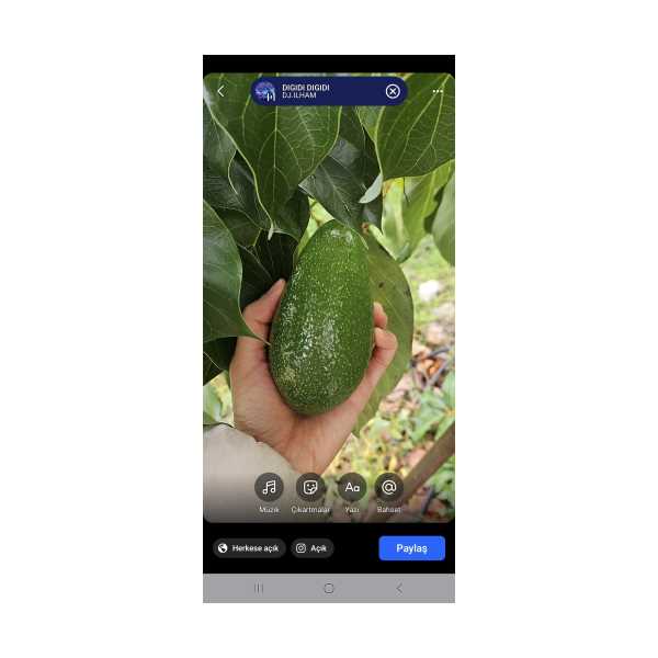 ZUTANO (PARLAK) AVOKADO KARIŞIK BOY KİLOGRAM