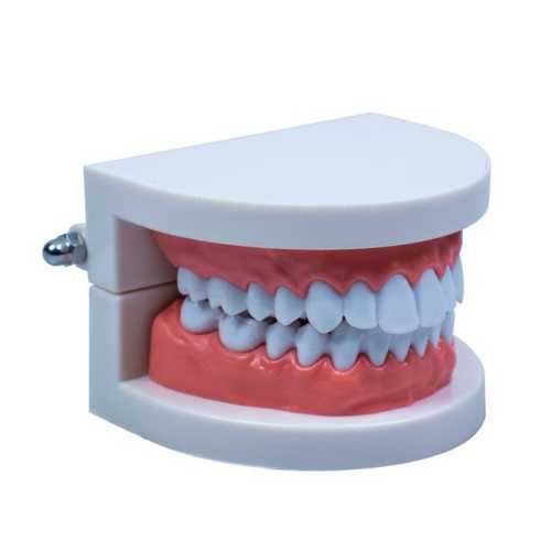 EMİN DİŞ MODELİ ANATOMİSİ EM5120
