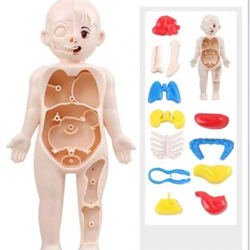 JOCO İNSAN VÜCUDU ANATOMİSİ 20CM
