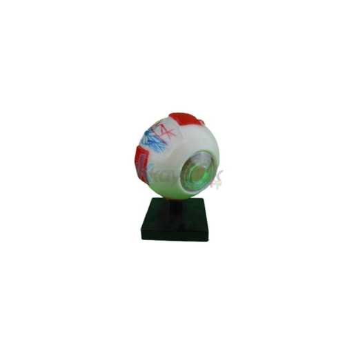EDULAB GÖZ MODELİ F0274